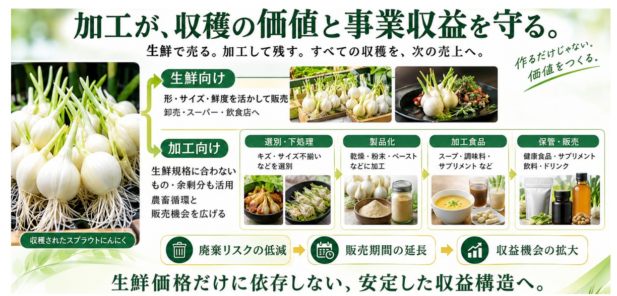 資料に掲載された収穫したスプラウトにんにくのイメージ